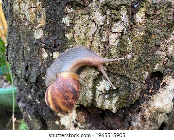 The Snail Or Achatina Fulica Is A Land Snail Belonging To The Achatinidae Family