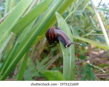 The Snail Or Achatina Fulica Is A Land Snail Belonging To The Achatinidae Family