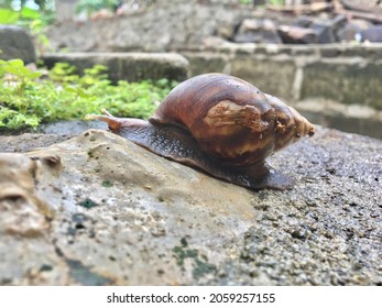 Snail Or Achatina Fulica Is A Land Snail Belonging To The Achatinidae Tribe.