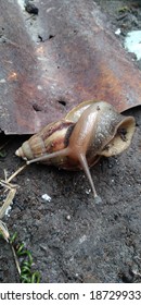 
A Snail (Achatina Fulica) That Had Just Rolled Over Tried To Get Back Up, Slowly But Surely. 