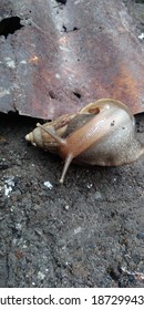 A Snail (Achatina Fulica) That Had Just Rolled Over Tried To Get Back Up, Slowly But Surely.