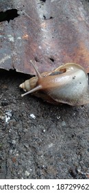 A Snail (Achatina Fulica) That Had Just Rolled Over Tried To Get Back Up, Slowly But Surely.