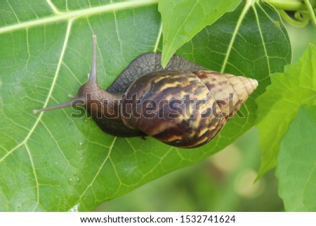 Snail (Achatina fullica), tiger snail on green leaf