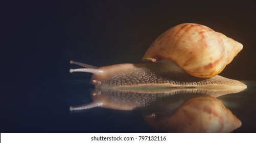 Snail Achatina on a dark background. Big snail closeup. Animal world. Achatina snail on a background of black stones. Snail on a dark Studio background
