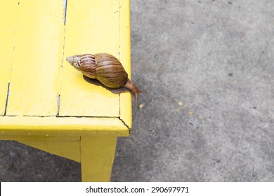 Snail With Acrophobia.