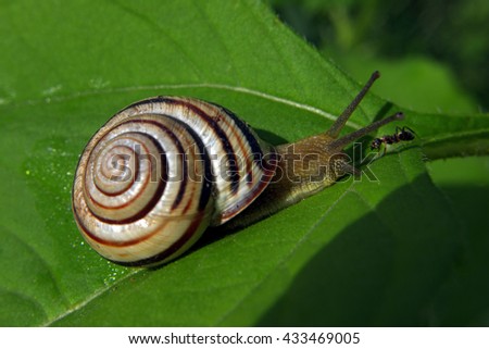 Similar – Foto Bild Gartenschnecke IX Blatt