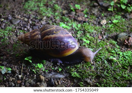 Snail (Bekicot, Achatina fulica, African giant snail, Archachatina marginata) with natural background. The Snail is on the wood