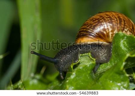 Snail between the thorns of a thistle.