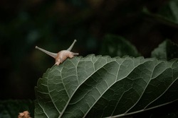 A Snail Bites A Leaf Of A Mulberry Tree