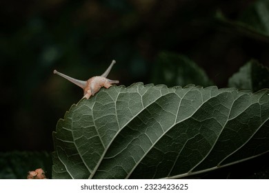 Un caracol muerde una hoja de un árbol de moras