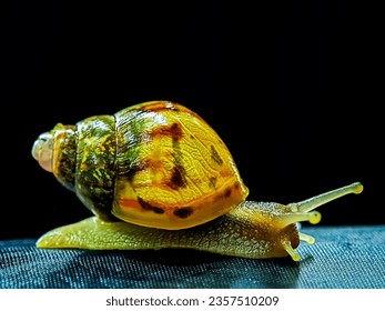 Snail. Black baground snail. Emerald green snail. Giant African Snail. Archachatina marginata. Archachatina. Achatina achatina.