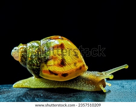 Snail. Black baground snail. Emerald green snail. Giant African Snail. Archachatina marginata. Archachatina. Achatina achatina.