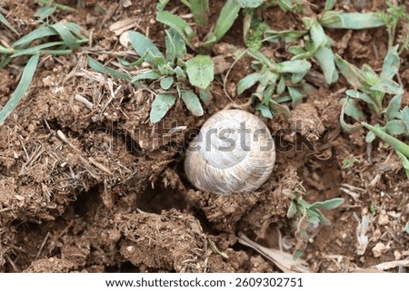 A snail burrowing into the soil to create a secure nest for laying its eggs