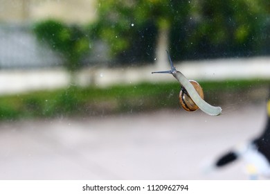 Snail to climb glass. - Shutterstock ID 1120962794