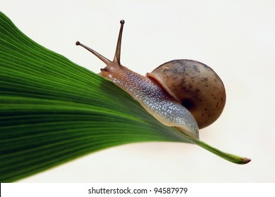 snail climbing