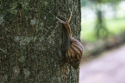 A Snail Climbing A Tree Alone.