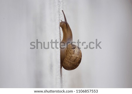 Snail climing on a wall