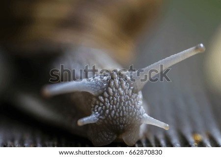 Similar – Gartenschnecke XIV Blatt