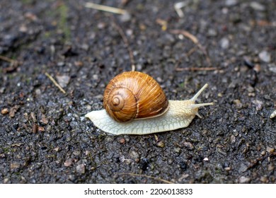 Snail Close Up. Cochlea. Snail On Ground