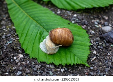 Snail Close Up. Cochlea. Snail On  Leaf