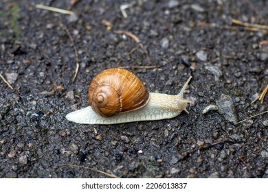 Snail Close Up. Cochlea. Snail On Ground