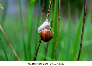 Snail Close Up. Cochlea. Snail On Grass