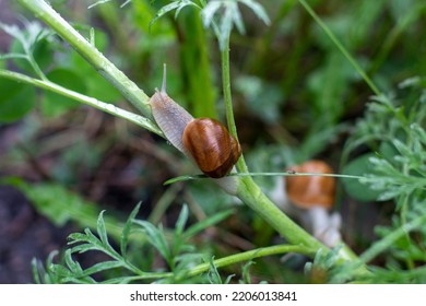 Snail Close Up. Cochlea. Snail On Grass