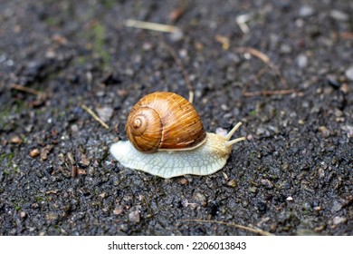 Snail Close Up. Cochlea. Snail On Ground