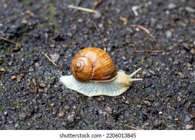 Snail Close Up. Cochlea. Snail On Ground