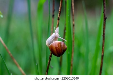 Snail Close Up. Cochlea. Snail On Grass