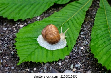 Snail Close Up. Cochlea. Snail On  Leaf