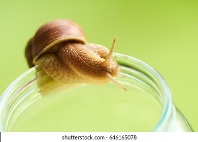 snail close-up