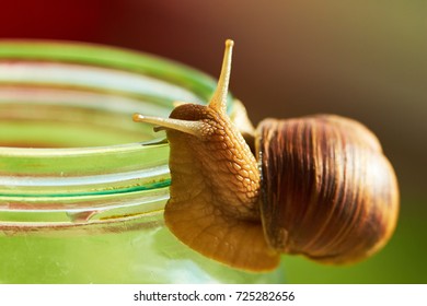 snail close-up