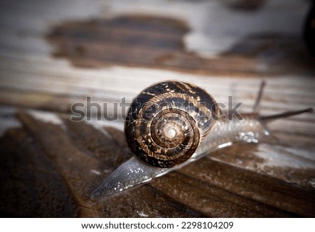 Snail with snail closeup, animal, brown shell 