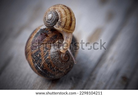 Snail with snail closeup, animal, brown shell 