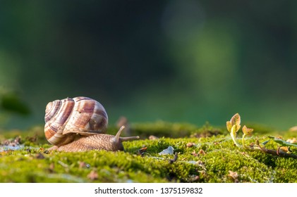 Snail closeup. Burgundy snail (Helix, Roman snail, edible snail, escargot) on a surface with moss.Helix promatia