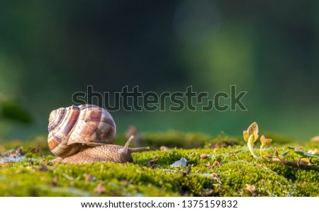 Snail closeup. Burgundy snail (Helix, Roman snail, edible snail, escargot) on a surface with moss.Helix promatia