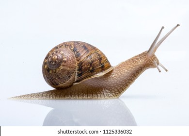 Snail in closeup on white background