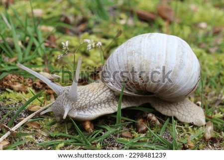 snail with cochlea close up