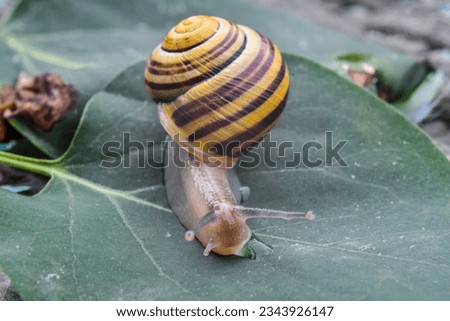Snail or cochlea, gastropod with shell, on a blurred background.