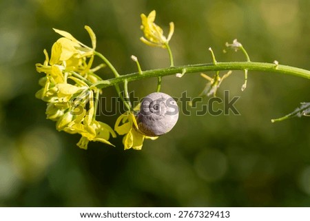 A snail (Cochlea) sits close-up  in the shell on a blade of grass in the meadow on a spring, sunny day