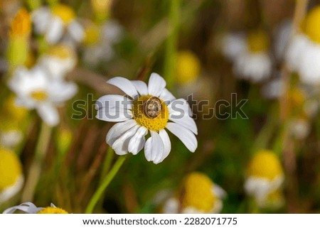 A snail (Cochlea) sits in the shell on a white chamomile on a spring, sunny day close-up