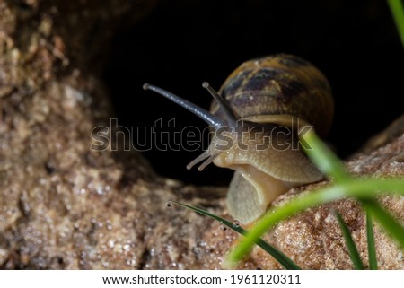 snail coming out of cave