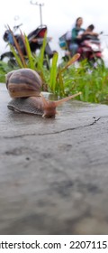 Snail is the common name given to members of the mollusk class Gastropod. Helix pomatia, a species of land snail.