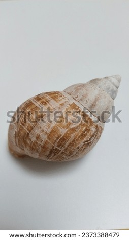 Snail is the common name given to members of the mollusk class Gastropoda.