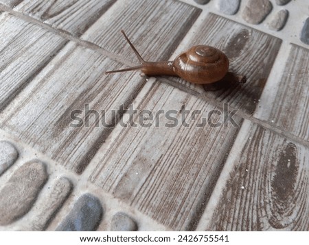 Snail is the common name given to members of the mollusk class Gastropoda (stomach-footed animals). In the strict sense, a 