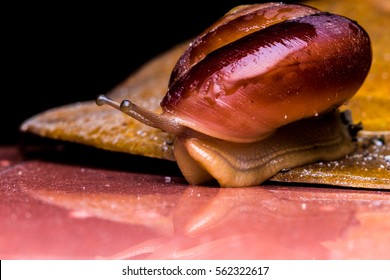 Snail is a common name that is applied most often to land snails, terrestrial pulmonate gastropod molluscs. most of the members of the molluscan class Gastropoda that have a coiled shell