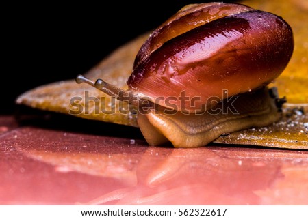 Snail is a common name that is applied most often to land snails, terrestrial pulmonate gastropod molluscs. most of the members of the molluscan class Gastropoda that have a coiled shell