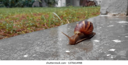 Snail Crawl On The Floor. Concept For Slow Internet Connection Or Less Productivity Of Work.