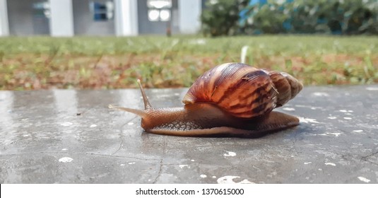 Snail Crawl On The Floor. Concept For Slow Internet Connection Or Less Productivity Of Work.